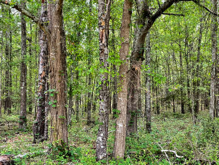View of a lush vibrant forest in the summer in rural Georgia