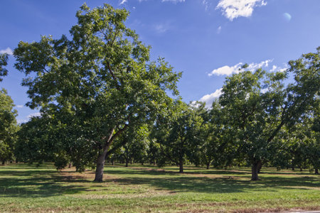 Pecan tree orchard farm in rural Georgia on a beautiful dayの写真素材