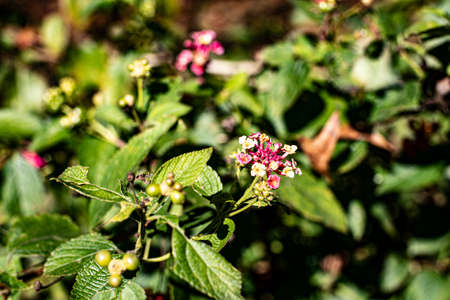 A green purple and yellow flower bush in the spring in Georgiaの写真素材