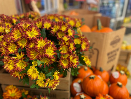 colorful Fall autumn display in a grocery store yellow and orange fall flowersの写真素材