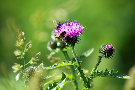Great Northern plant chertopoloh thistle in bloomの写真素材