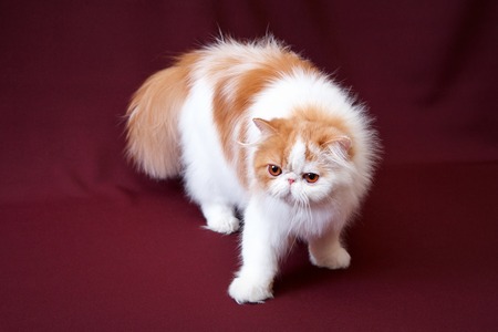 Cat on podiumの写真素材