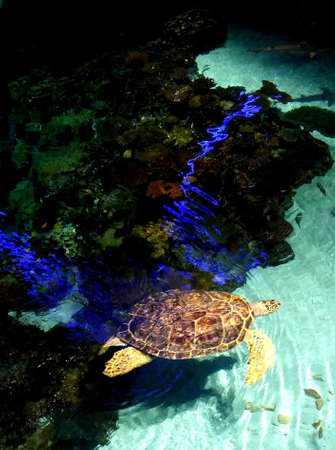 Sea Turtle, Baltimore Aquarium