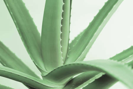 An aloe vera plant の写真素材