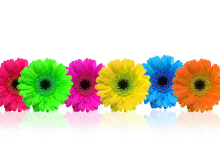 some colorful flowers and a white backgroundの写真素材