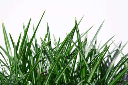 green grass and a white backgroundの写真素材