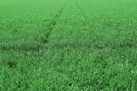 a green fieldの写真素材