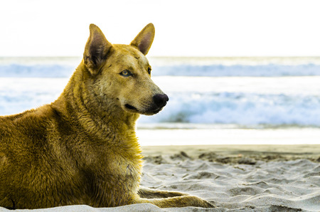Dog enjoying a sunny beach afternoon.の写真素材