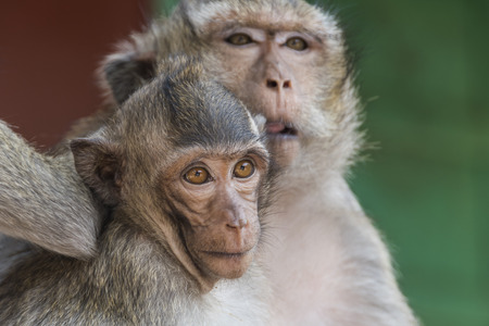 little monkey with his mother in front of a temple construction of wat leu sihanoukville cambodiaの写真素材