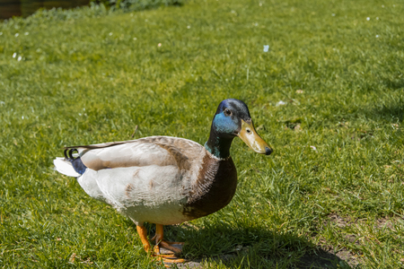 Close-up profile view of a duck with striking colors. netherlands hollandの写真素材