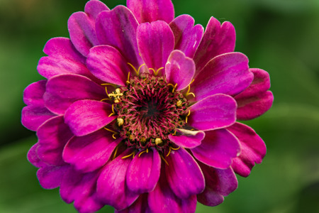 flower close-u of a pink daisyの写真素材