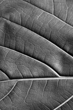 background texture dry leaf of ficus lyrata with its ribs in black and white reverse horizontal viewの写真素材