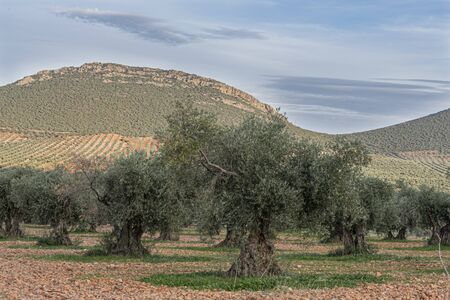 Thousands of olive groves in the town of Mora. province of toledo spainの写真素材