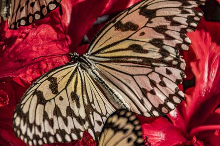 Close-up of black and white butterfly with its wings spread posing on a flower.の写真素材