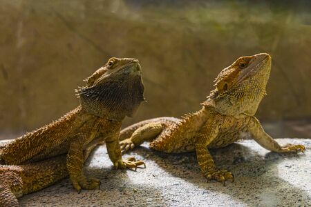detail of two bearded dragons seen from the front on a rock.の写真素材