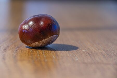 foreground and detail focus of a freshly harvested chestnutの写真素材