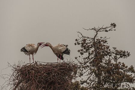 two storks peeping high in their nest of tree branches.