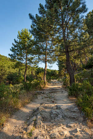 rural road between pines in the national park of Guadarrama sierra. Madrid. Spain.