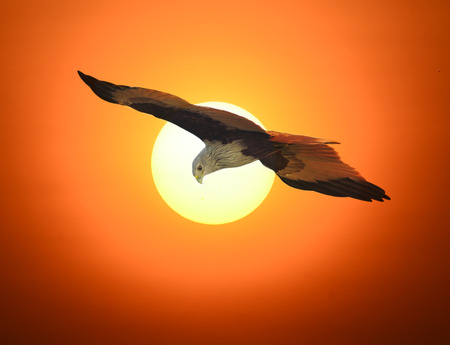 bird (Brahminy Kite) showing wing spread flew into the shadows of the evening sun. の写真素材