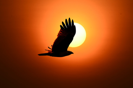 ( bird )Brahminy Kite flew into the shadows of the evening sun. の写真素材