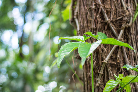 Closed up of green leaves on the stem of tree with blur nature backgroundの写真素材