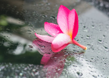 Leelavadee Plumeria tropical flower on glass of car backgroundの写真素材
