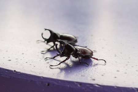 Close up of stags or rhinoceros beetleの写真素材