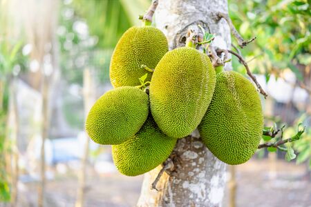 Close up of unripe jackfruits or Artocarpus heterophyllus popular fruit in Thailand hanging from the branch on the tree in the gardenの写真素材