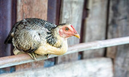 A chicken relaxing on the farm and focusing on the sharpness of eyesの写真素材