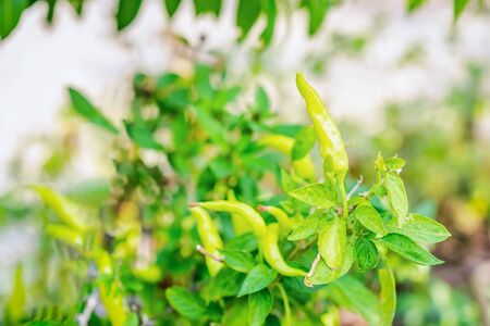 Green chili peppers are growing in the green garden during summer, fall season.の写真素材