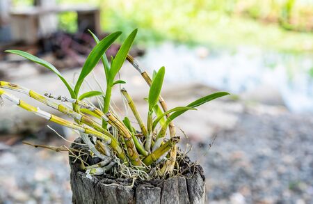 Fresh green orchid tree planted in timber in the outdoors, natural flowerpot in the garden with green background during the summer at sunrise. The concept of a garden house, design and a quiet house.の写真素材