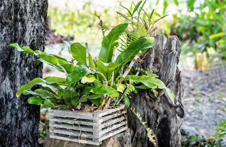 Fresh green orchid tree planted in a wooden pot in the outdoors, natural flowerpot in the garden with green background during the summer at sunrise. The concept of a garden house, design and a quiet house.の写真素材