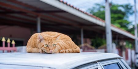 Beautiful short yellow hair cat is lying on the roof and looking into the camera with sweet yellow eyes. Cute adult cat is resting and watching at the owner. Concept of relaxing and staying at home.の写真素材