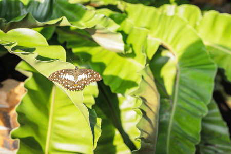 Close up of brown butterfly on a leaf. Surrounded by natural green leaves background, alive alone on sunlight morning and white circle-shaped on the brown wings of a tropical insect.の写真素材