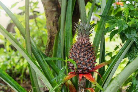 Young pineapple tropical fruit growing in the garden with water droplets on surfaces and leaves with blurred green plant background in the morning after raining. Natural background conceptの写真素材