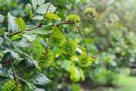 Young green rambutan fruits on garden plants with water droplets on surfaces and leaves with blurred...