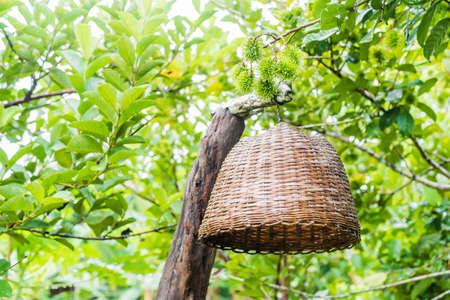 Close-up of Bamboo lamp hanging on old wood in the rambutan garden, decorating hanging lantern lamp, Bamboo lamplight in the dark and outdoor concept, copy space for text.の写真素材