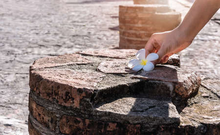 Close-up of woman hand, picking up a white flower or Leelawadee flowers on ancient stone in the park...