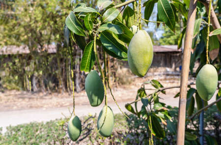 Fresh raw green mangoes hanging on a mango tree. Selective focus on fresh mango on the top of plants in the garden. Agricultural concept, Agricultural industry concept.の写真素材
