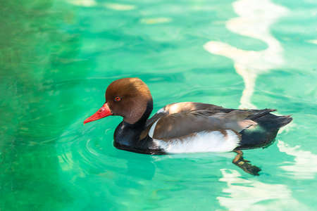 Close-up of beautiful Mallard duck swimming alone on calm waters in a pond with the green nature...