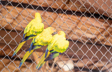 Selective focus on adorable Sun Conure or lovebird parrot at middle perched on fence of cage. ...