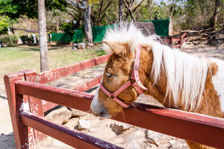 Closeup of sad eye of miniature horse or pony looking like showing very unhappy about loneliness. Thoughtful horse eye portrait and domestic horse in stable cage. Livestock and animal abuse conceptの写真素材