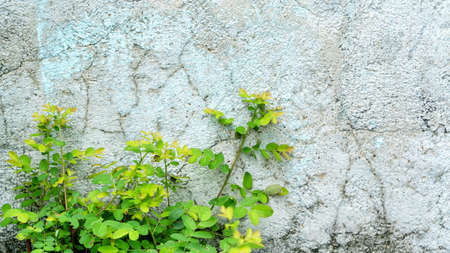Selective focus of leaf of little plant germinates at the wall- background. Green little plant growing near old cement wall. Concept of variation and brave. Copy space for adding your content.の写真素材