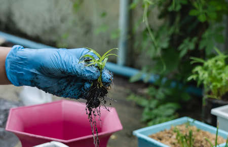 Close up of woman hand wears blue rubber medical glove holding young plant with abundance soil for agriculture or planting. Care of  Environment. Ecology conceptの写真素材
