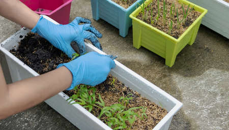 Close up of woman hand wears blue rubber medical glove holding young plant with abundance soil for agriculture or planting. Care of  Environment. Ecology conceptの写真素材
