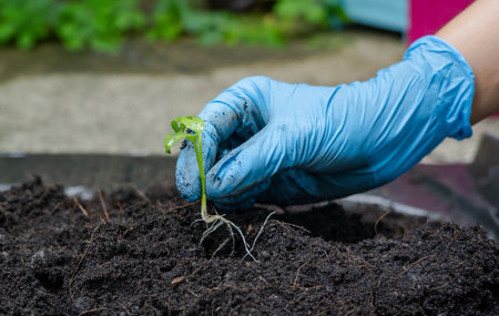 Close up of woman hand wears blue rubber medical glove holding young plant with abundance soil for...