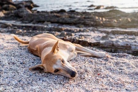 Cute brown dog sunbathing at beach in the summertime during twilight. Lazy dog relaxing and sleeping...