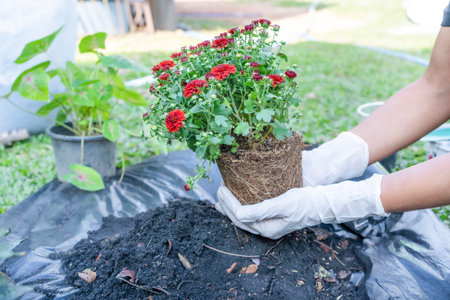 Close-up of hands holding green plant and flower pot above ground with gardening tools. Gardener woman planting flowers in the garden at sunny morning. Gardening and botany conceptの写真素材