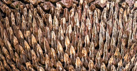 Old wood skin wood texture and wood Natural wood background natural. Background from living wood....