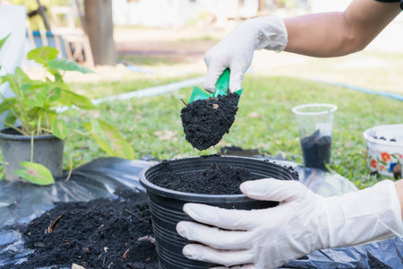 Close-up of a black flowerpot and woman's hands with white gloves preparing the soil for planting flowers into a pot. Planting flowers in the garden home. Gardening at summerの写真素材